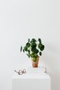 Green Plant on Brown Clay Pot