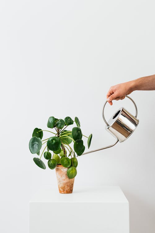 Person Holding Stainless Steel Watering Can 