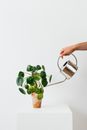 Person Holding Green Plant on Stainless Steel Pot
