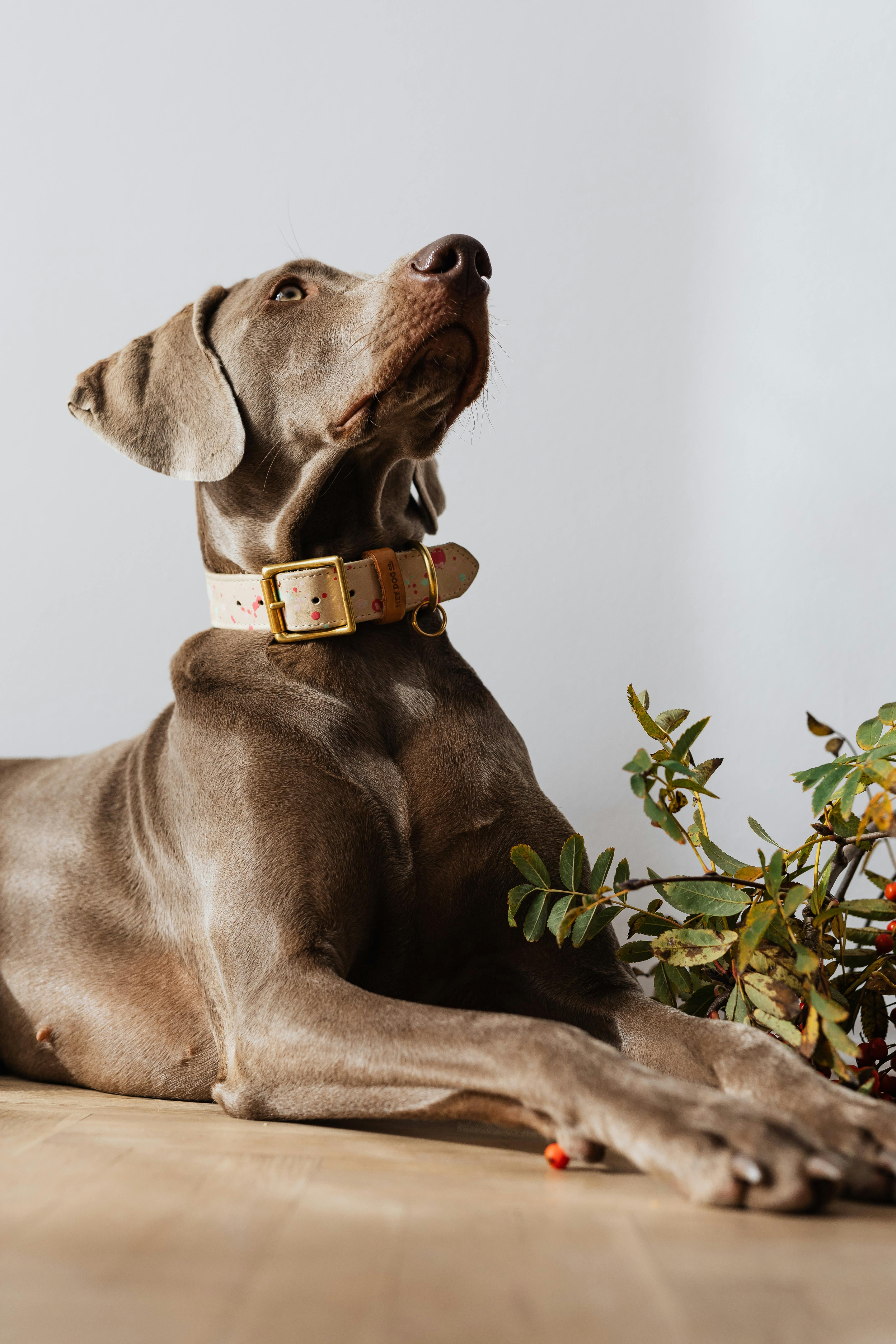 weimaraner dog looking up