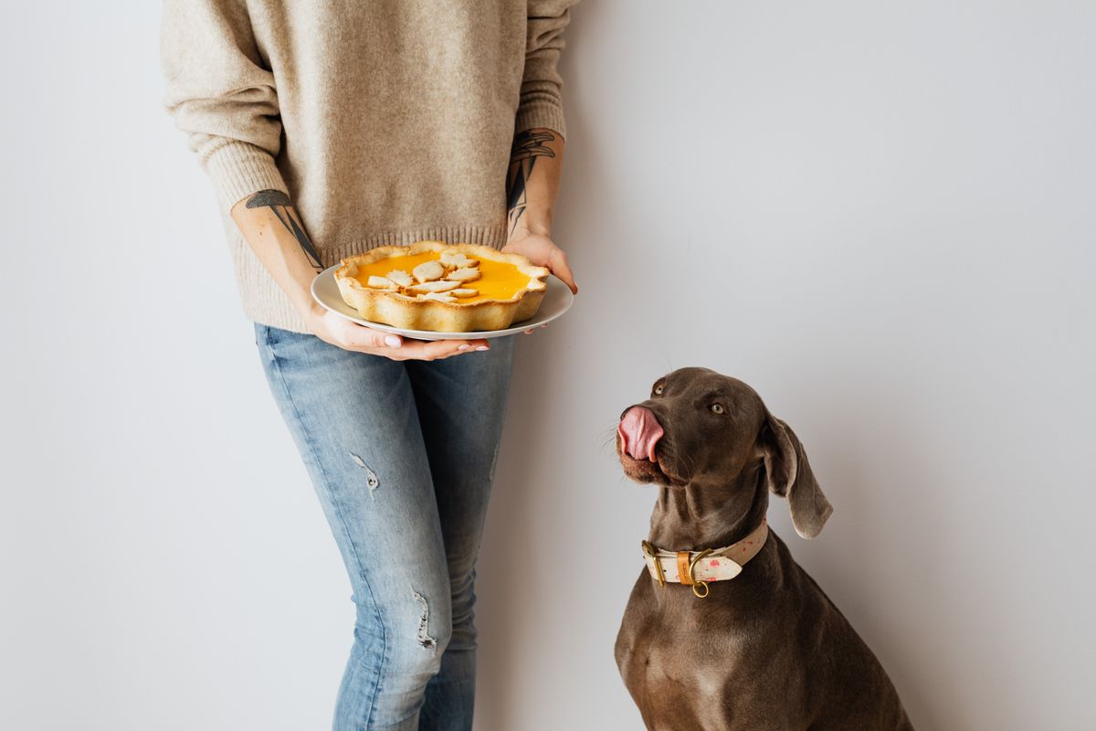 Chien qui fixe une tarte tenue par sa maîtresse en se léchant les babines