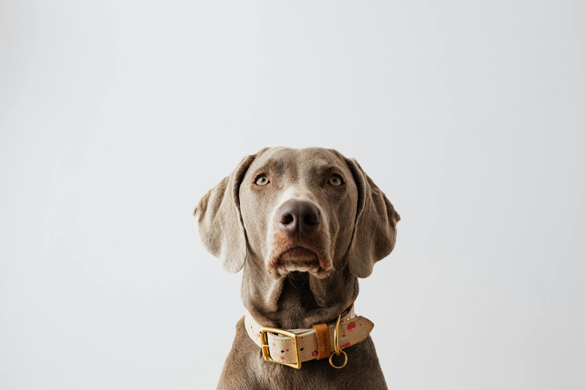 Portrait of Dog