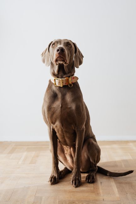 A sleek Weimaraner dog attentively sitting on a wooden floor in a well-lit room.