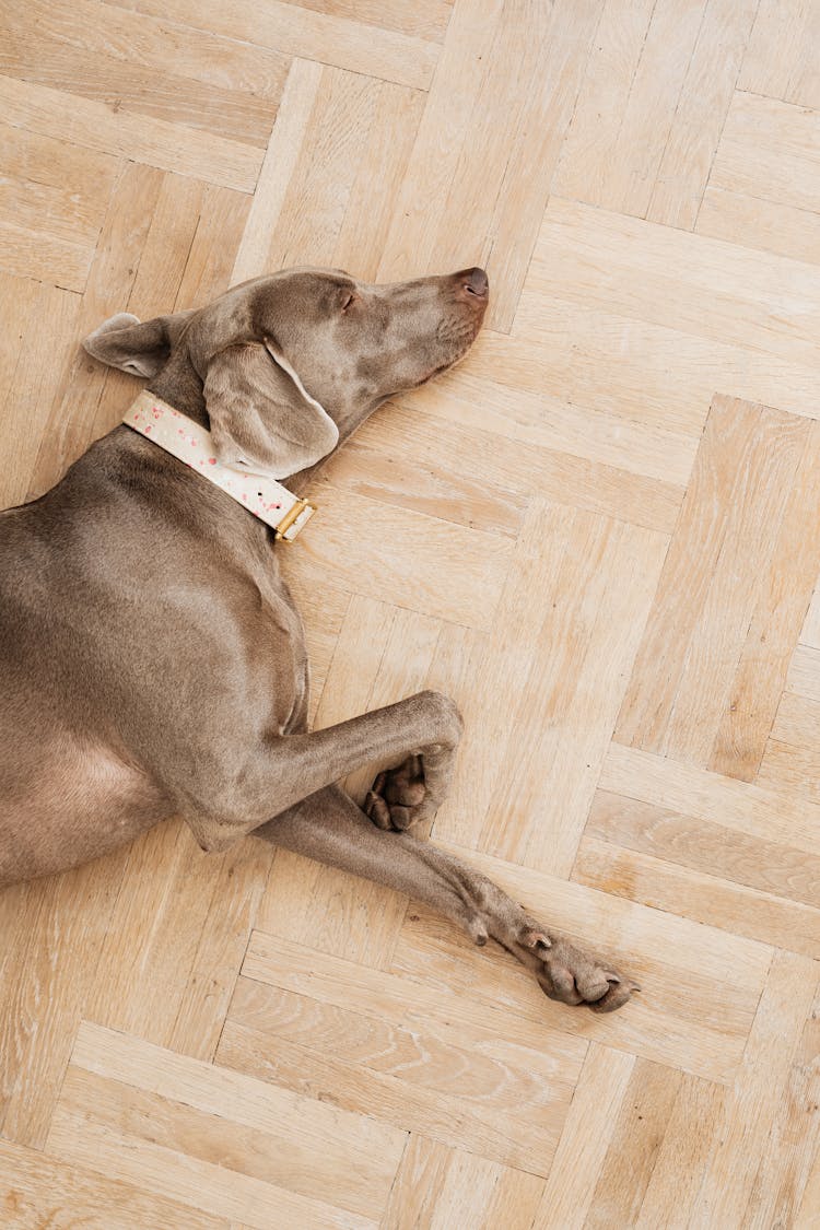 Dog Sleeping On Floor