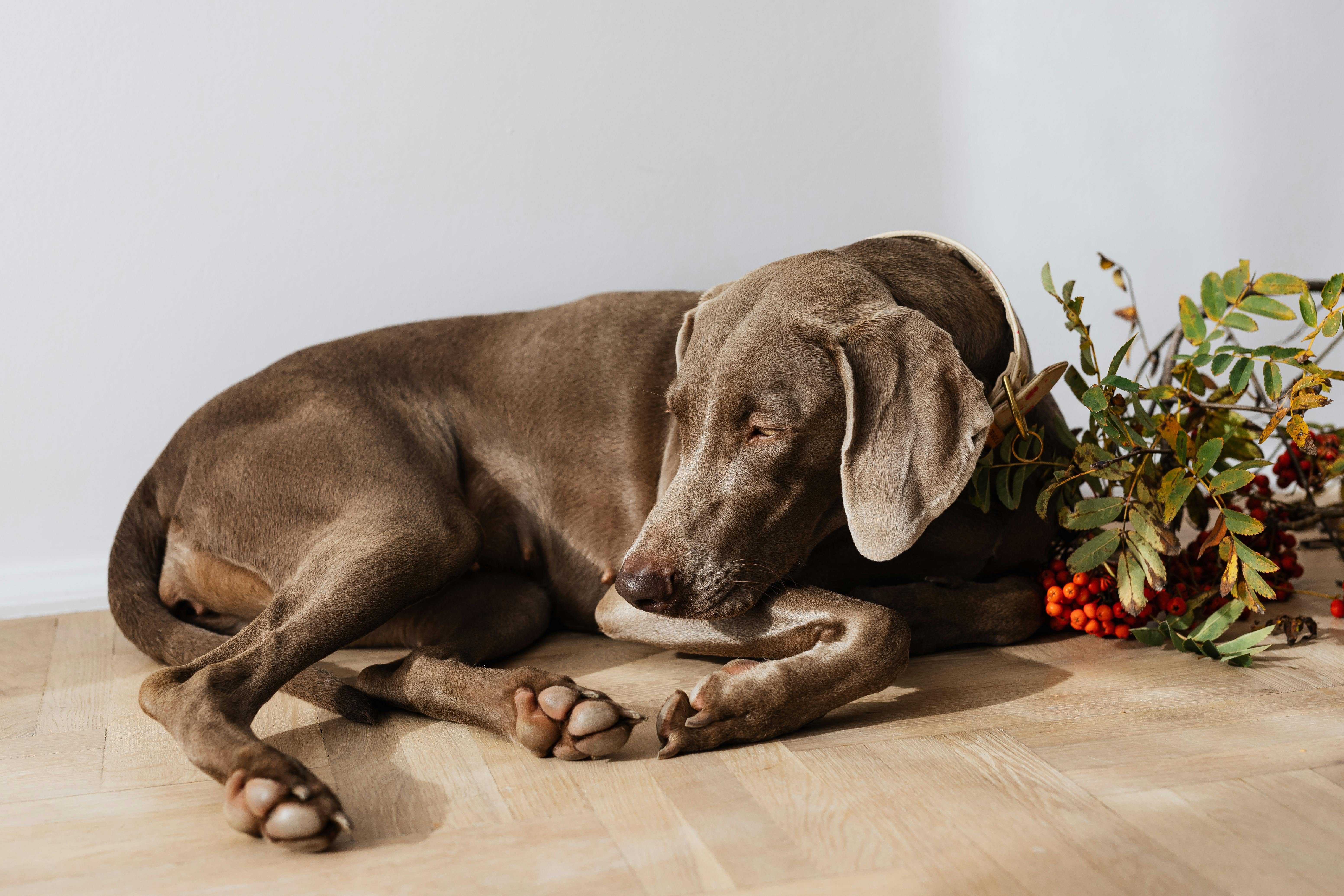 Brown Short Coat Large Dog Sleeping on the Floor