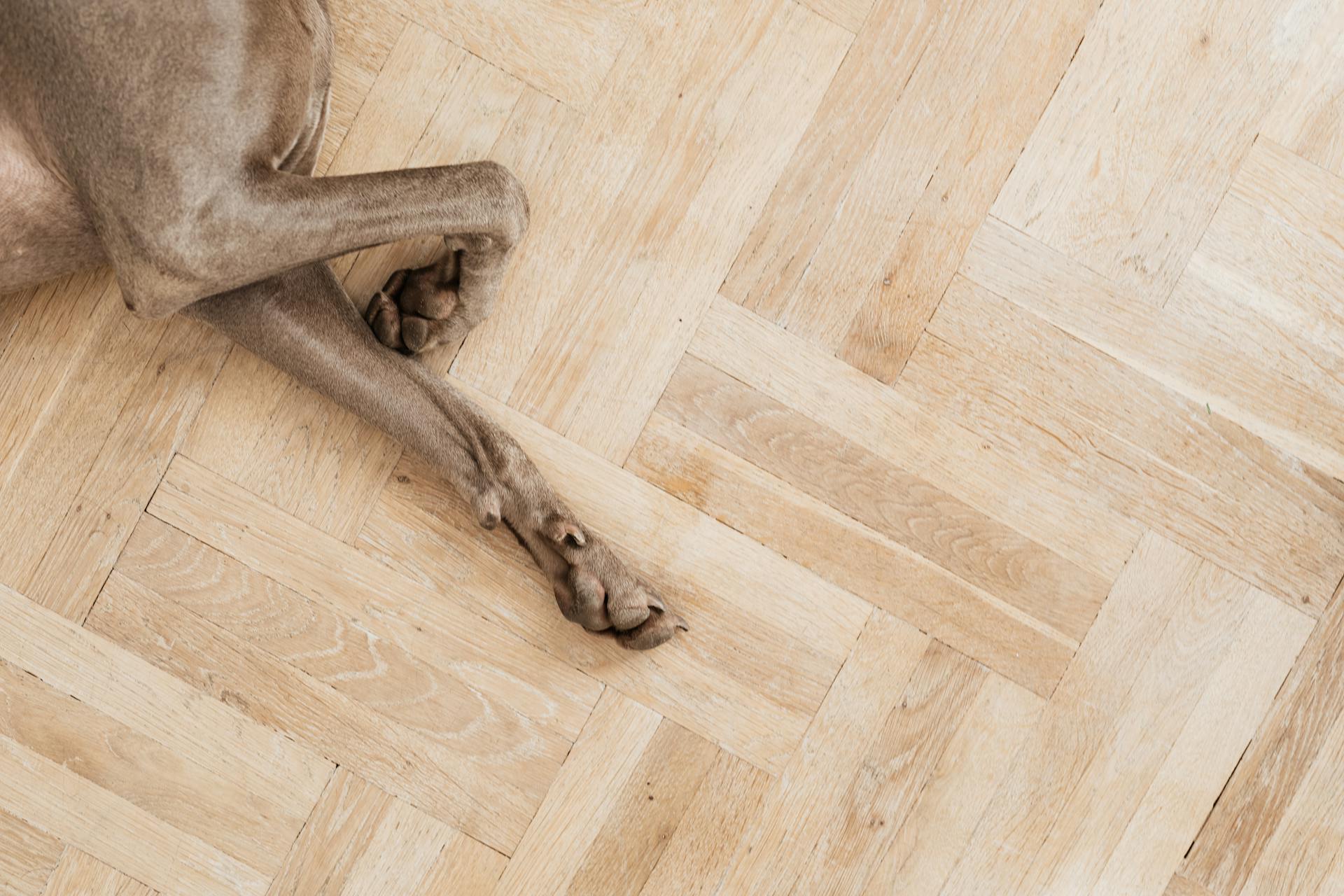 Brown Short Coated Dog Lying on Wooden Floor