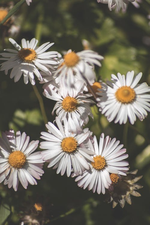 Immagine gratuita di fiore, fiori, margherita