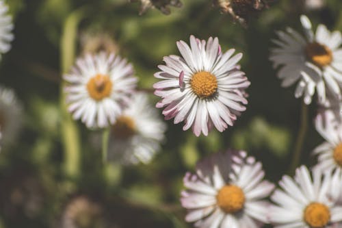 Immagine gratuita di fiore, fiori, margherita
