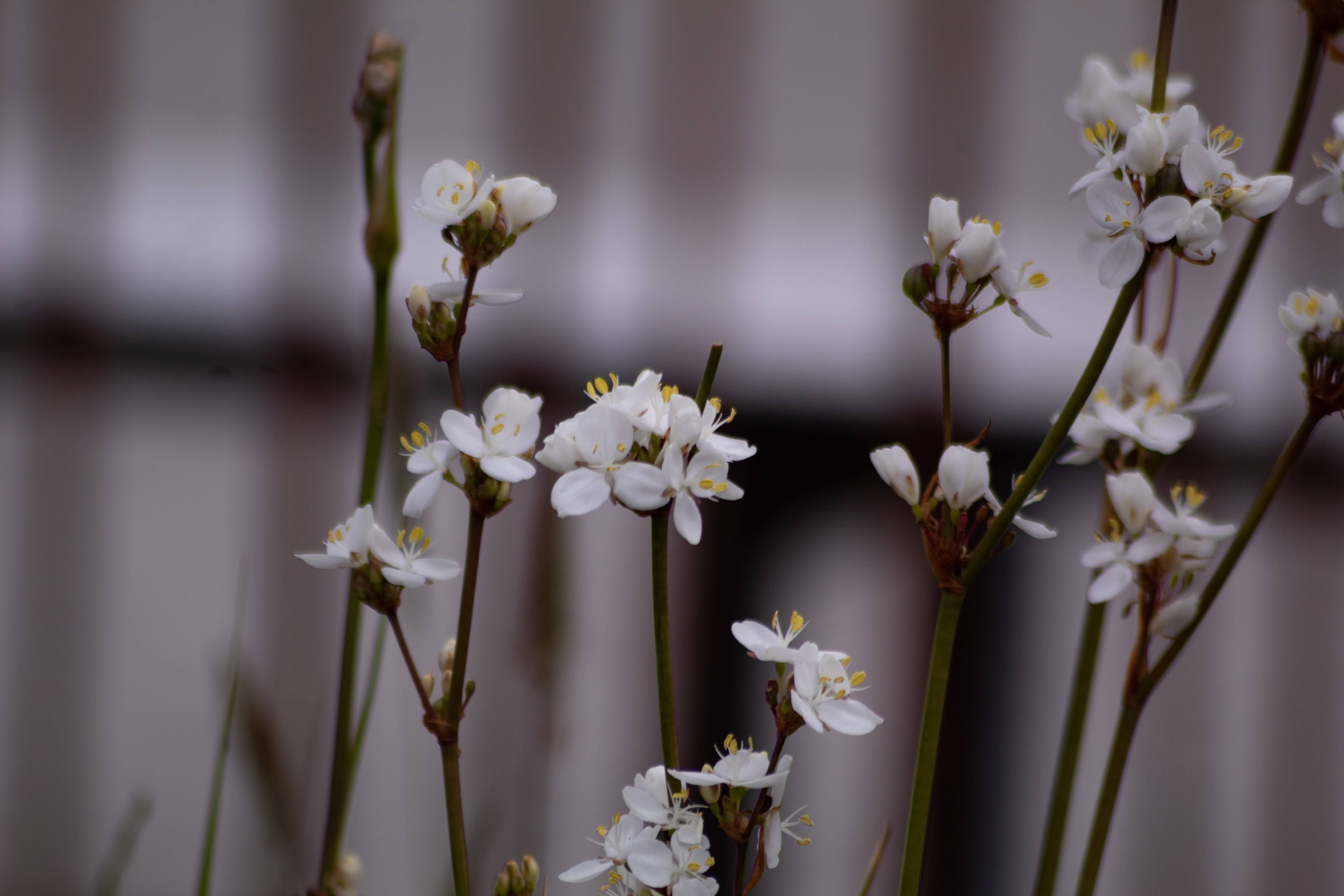 Detailed view of blooming white flowers showcasing their delicate beauty.
