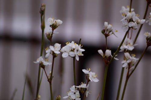 Ilmainen kuvapankkikuva tunnisteilla kasvi, koi orkideat, kukat Kuvapankkikuva