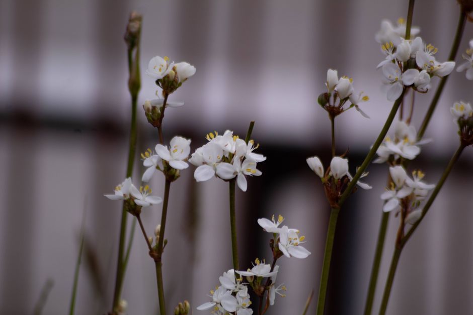 Detailed view of blooming white flowers showcasing their delicate beauty.