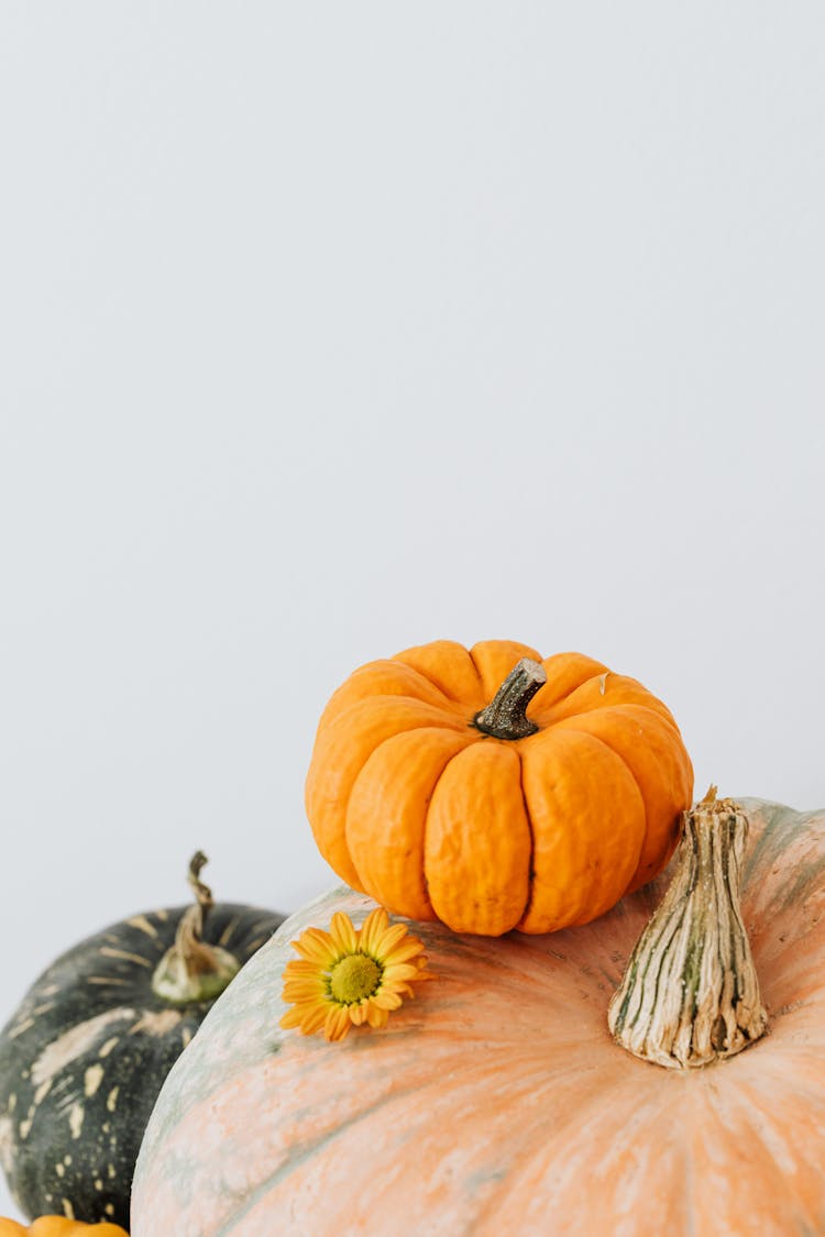 Pot Marigold Flower On Pumpkin 