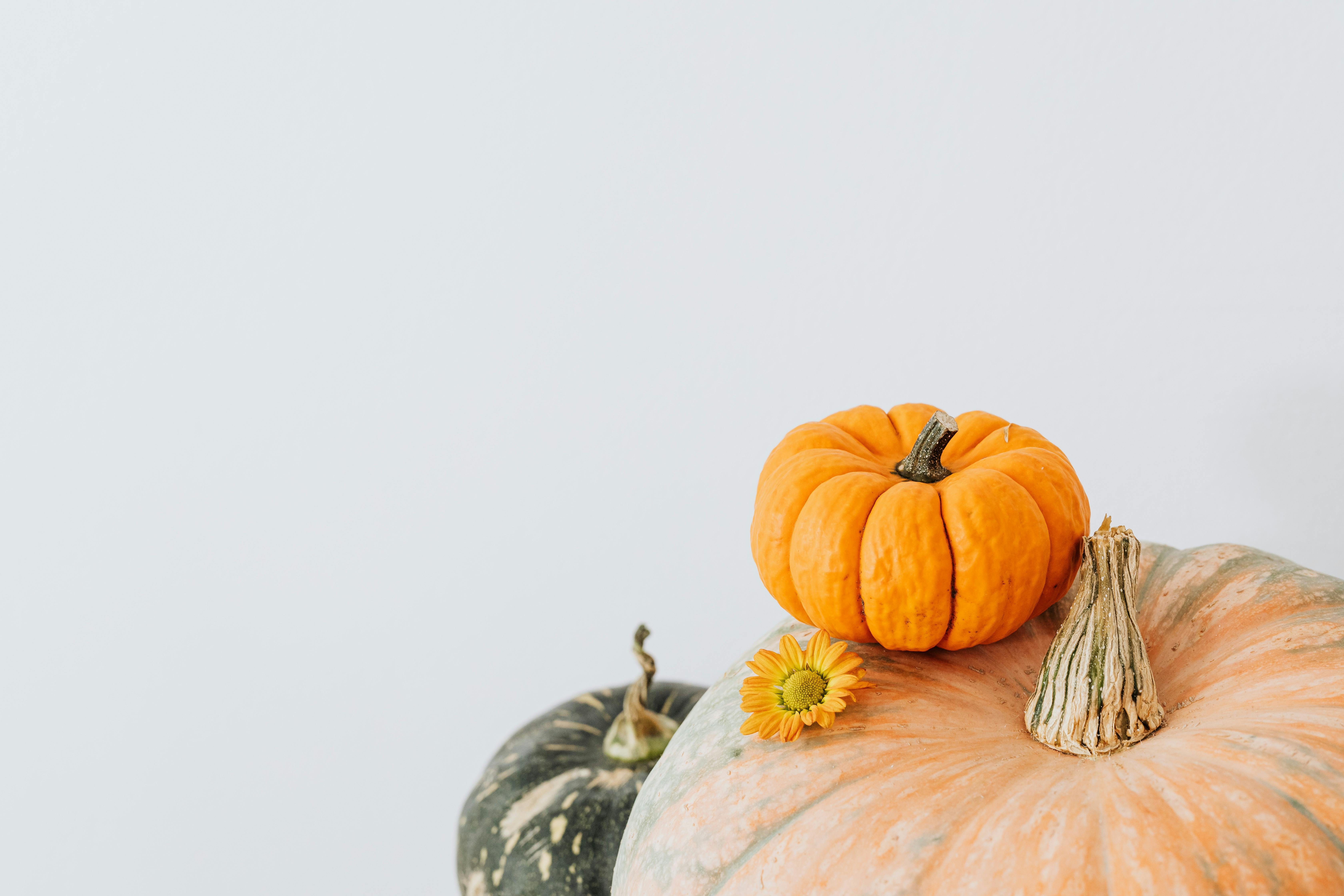 这是一幅极简主义作品，以白色为背景，由各种南瓜和万寿菊组成