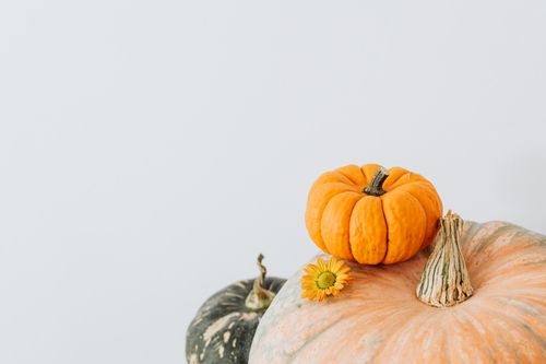 Free A minimalist composition of assorted pumpkins and a marigold against a white backdrop. Stock Photo