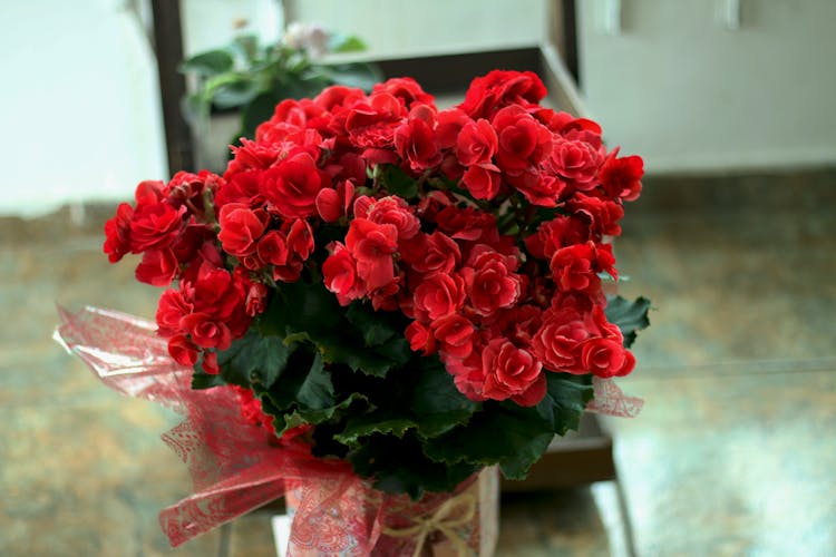 A Bouquet Of Begonia Flowers 