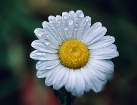 A delicate white daisy with dewdrops on petals, showcasing freshness and natural beauty.