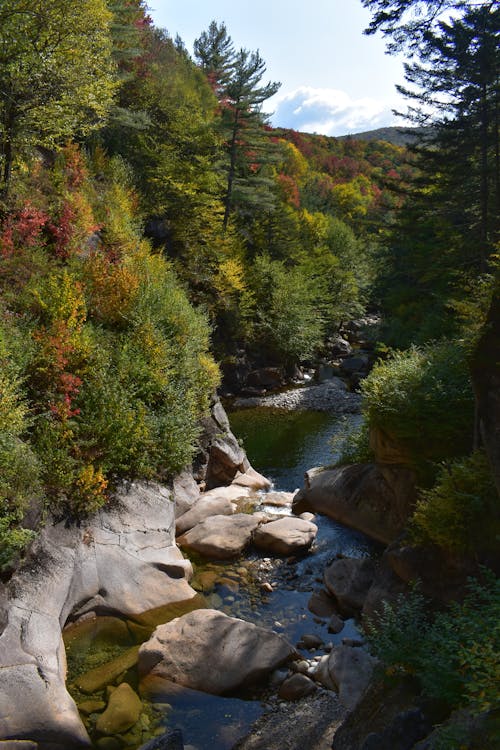 Free Green Trees Beside the Rocky River Stock Photo