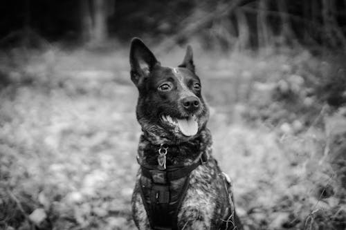 Grayscale Photography of a Dog