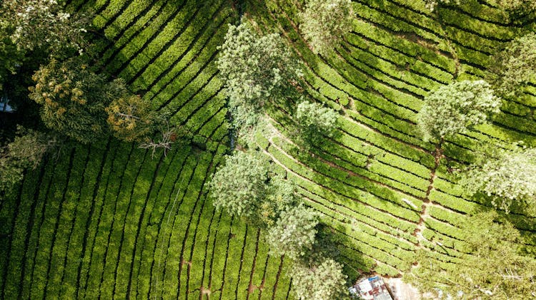 Aerial View Of A Green Lush Foliage Farm