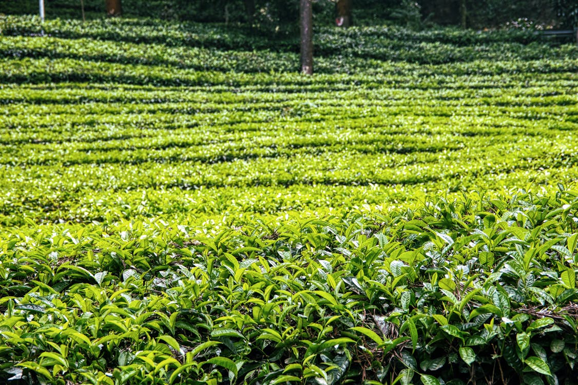 Free A Beautiful Assam Tea Garden Stock Photo