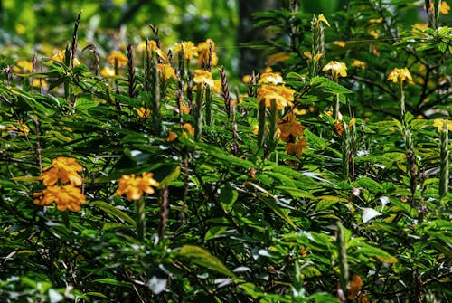 grátis Foto profissional grátis de botões, floração, flores amarelas Foto profissional