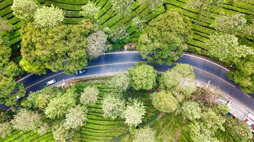 An Aerial Photography of Moving Cars on the Road Between Green Trees