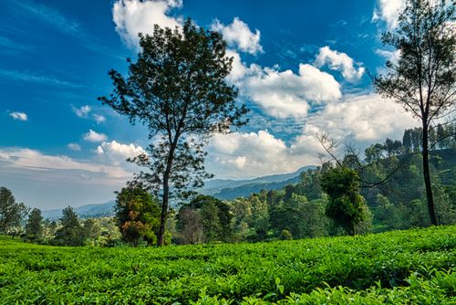 Free Beautiful West Java tea plantation landscape with vibrant green foliage and blue skies. Stock Photo