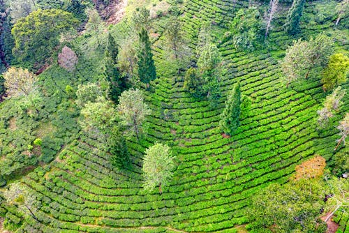 Foto d'estoc gratuïta de agricultura, arbres, camp