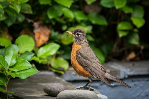A Side View of a Robin Bird on the Stones