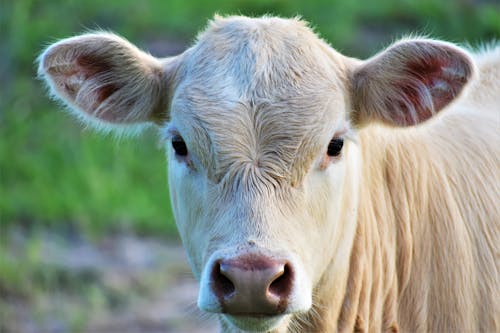 Free A White Cow Head Photography Stock Photo