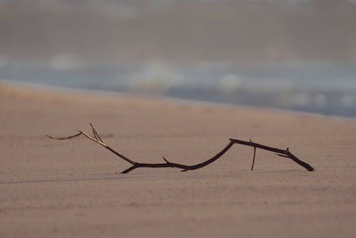 砂浜の海岸に横たわる乾いた木の枝
