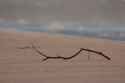 Imagine de stoc gratuită din apă, apă de mare, arbore