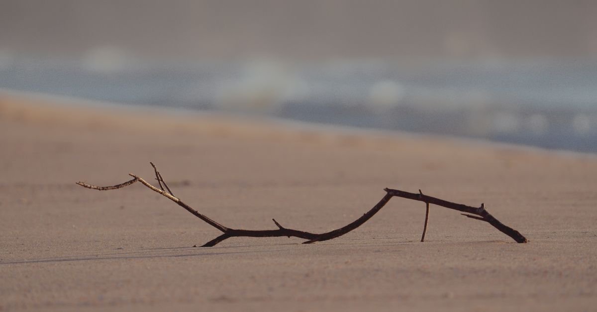 Branche D'arbre Sec Couché Sur La Côte De Sable