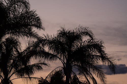 棕榈树生长在傍晚的天空