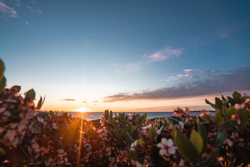 Bushes with tender flowers growing on embankment near sea against cloudy sky with sun setting on horizon in evening time