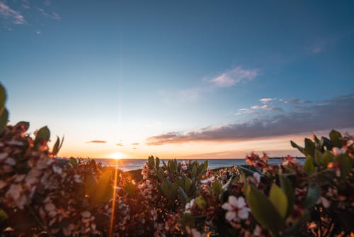 Gratis arkivbilde med blomst, blomstre, busk