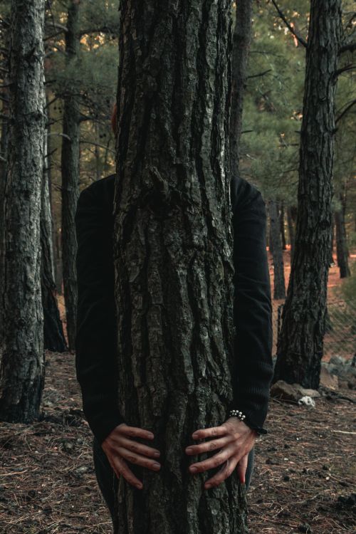 Free Back view of a person with hands wrapped around a tree trunk in a lush forest. Stock Photo