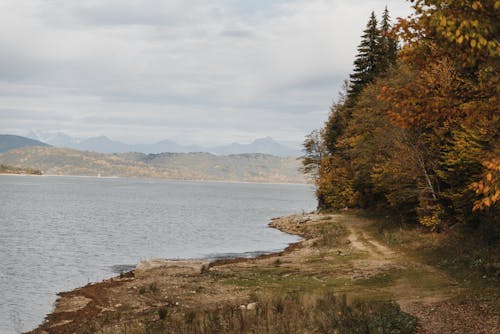 Green and Brown Trees Near Body of Water 