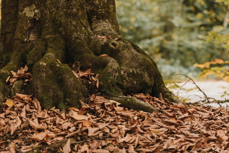 Tree Roots Surrounded With Dried Leaves