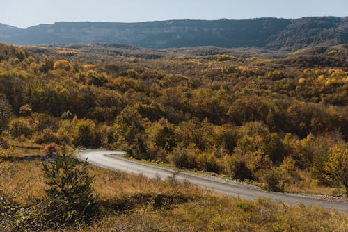 Vista Aérea De La Carretera Entre árboles Verdes