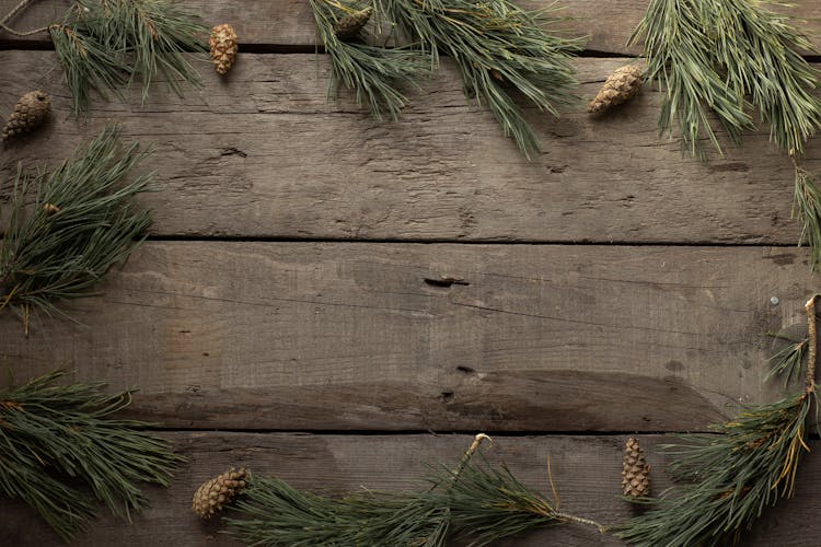 Spruce Branches And Cones On Woody Background