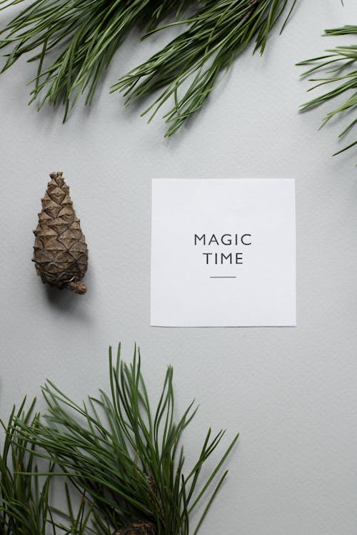 Free Top view composition of green coniferous tree branches placed on white background around piece of paper with inscription Magic Time and pine cone Stock Photo