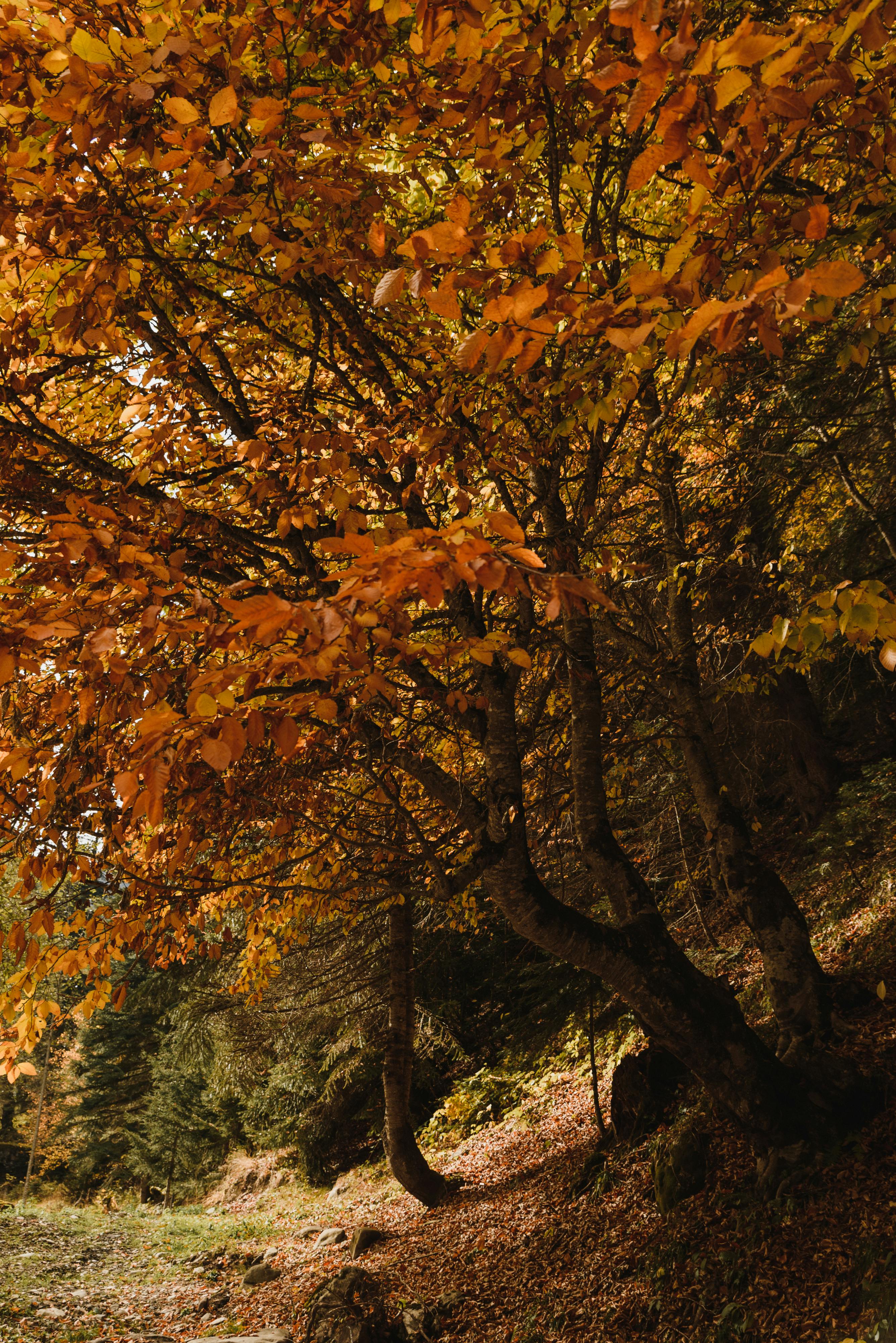 Golden autumn leaves creating a serene atmosphere in a forest setting.