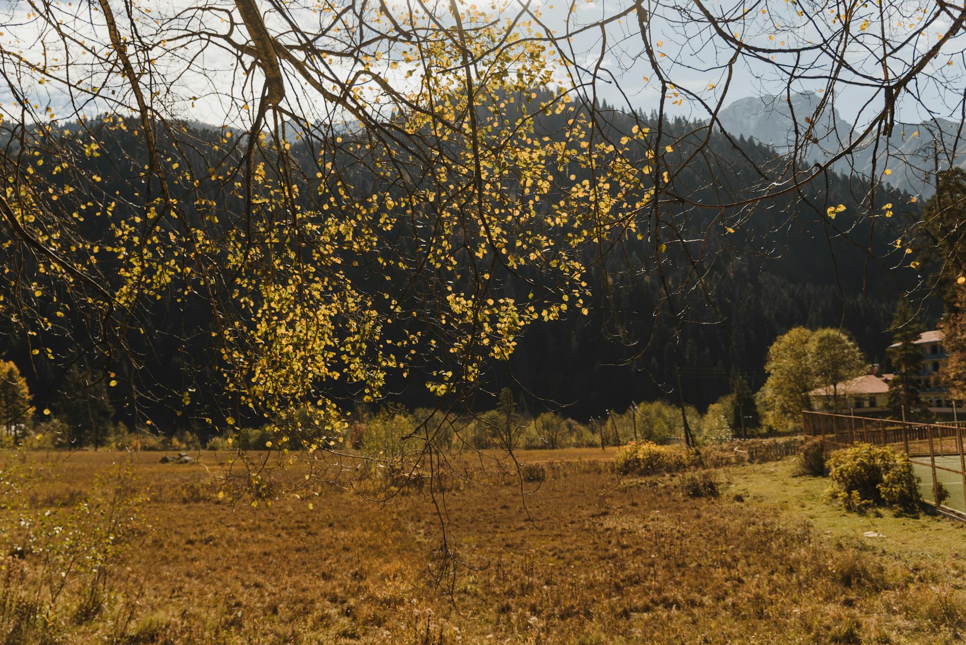 Forest Hills Behind Branches with Yellow Leaves