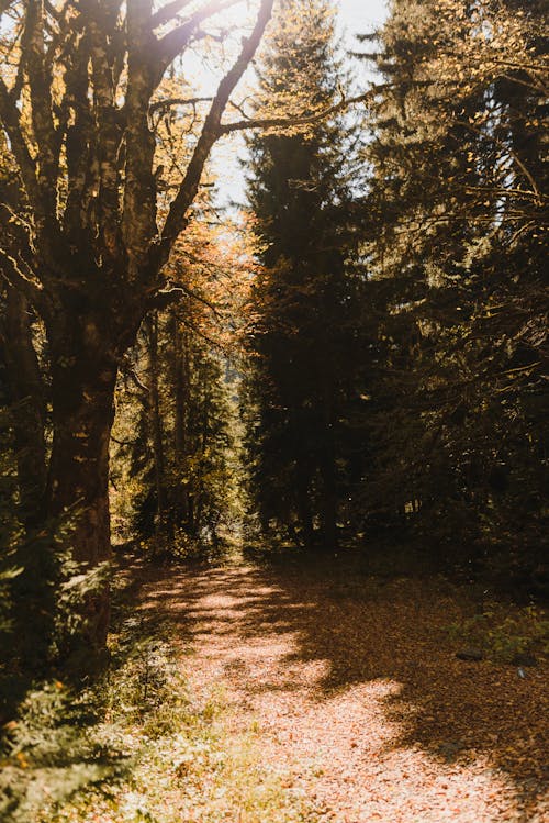 Pathway Between Trees