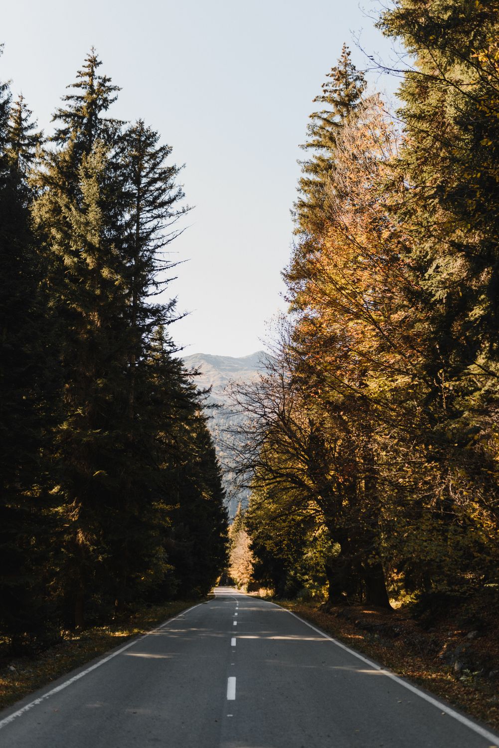 Empty Road Between Autumn Trees · Free Stock Photo