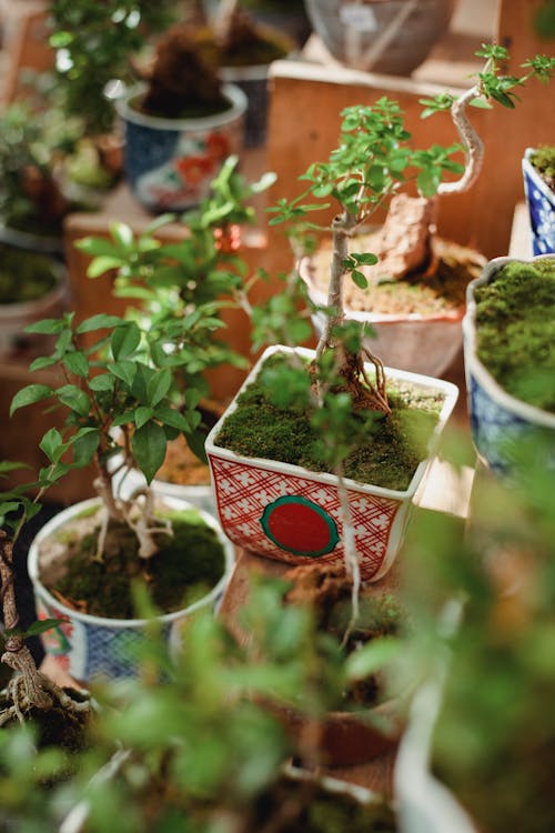 Free Green young plants placed on table Stock Photo
