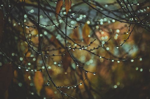 Free Close-up view of autumn branches with dew droplets, creating a bokeh effect. Stock Photo