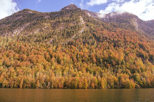 Forest on a Mountain over a Lake in Autumn