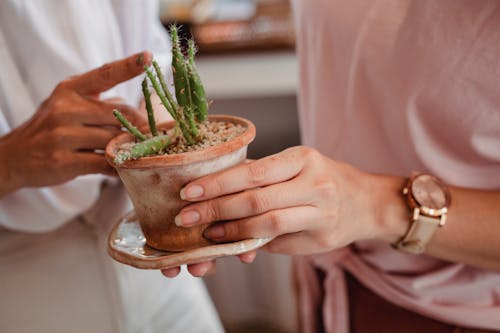 Unrecognizable female friends in casual clothes with potted prickly cactus in hands standing on blurred background while touching thorns of plant